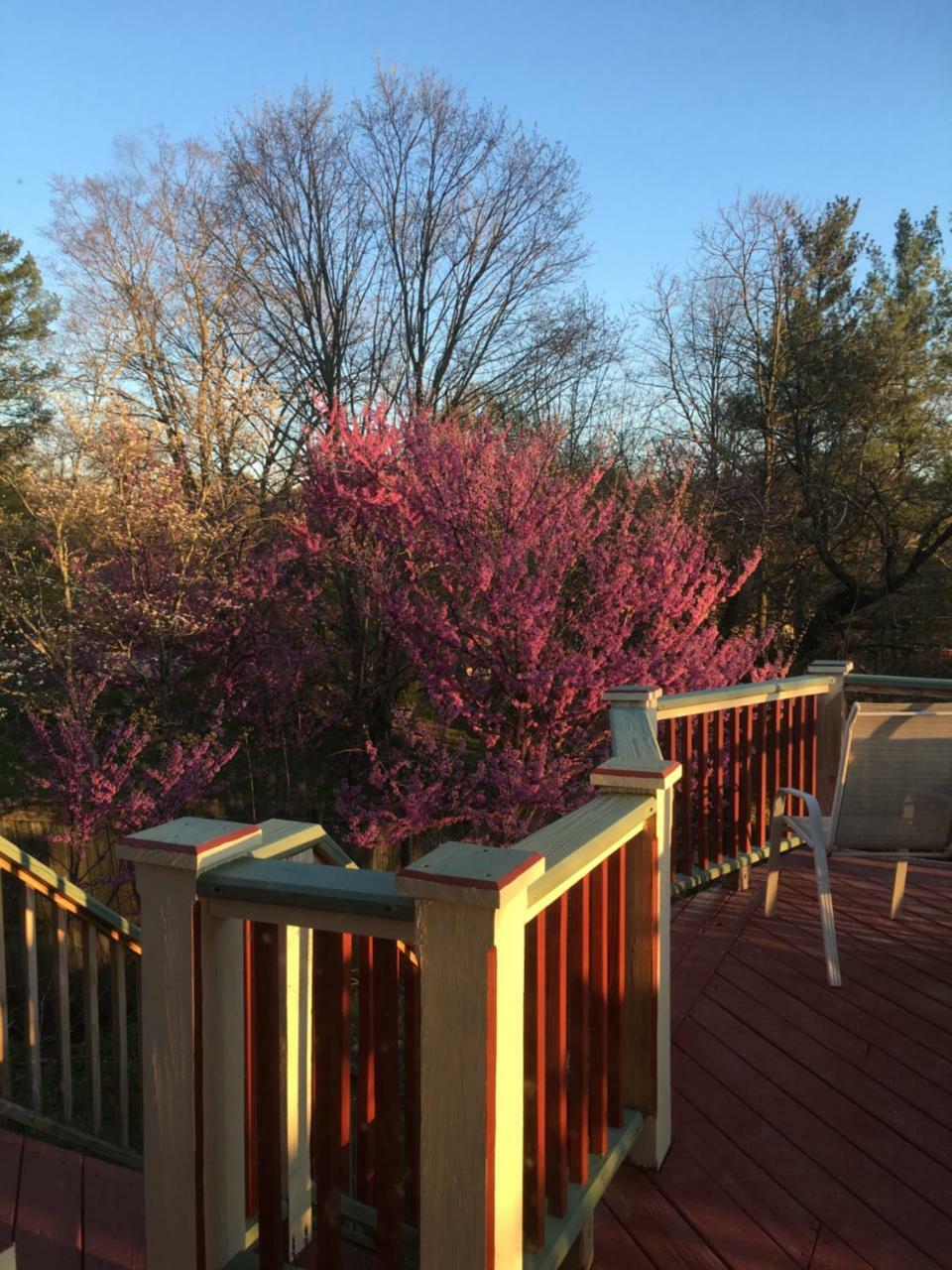 Jonesborough Bed And Breakfast Extérieur photo